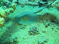 2008-05-16 (2) --- Parco Nazionale di 'Ras Mohamed' - Shark Reef & Yolanda Reef --- CIMG1123